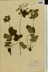 Земляника мускусная Duchesne, Восточная Европа, Центральный лесостепной район (E6) (Россия)