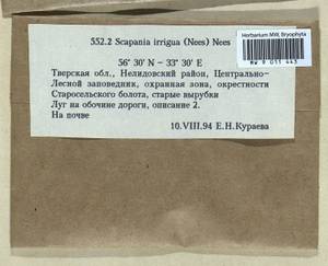 Scapania irrigua (Nees) Nees, Гербарий мохообразных, Мхи - Центральное Нечерноземье (B6) (Россия)