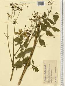 Пастернак посевной L., Восточная Европа, Центральный лесостепной район (E6) (Россия)