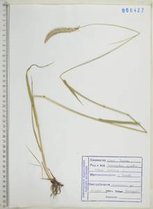 Тимофеевка луговая L., Сибирь, Дальний Восток (S6) (Россия)