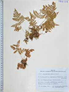 Щитовник распростертый (C.Presl) Fraser-Jenk. & Jermy, Сибирь, Дальний Восток (S6) (Россия)