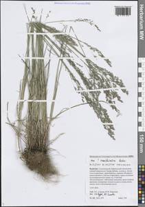 Мятлик разноцветный Besser, Сибирь, Прибайкалье и Забайкалье (S4) (Россия)