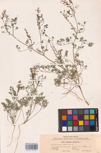 Дымянка лекарственная L., Восточная Европа, Центральный район (E4) (Россия)