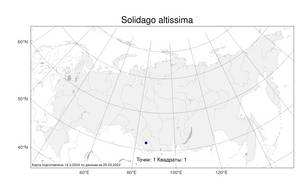 Solidago altissima, Золотарник высочайший L., Атлас флоры России (FLORUS) (Россия)