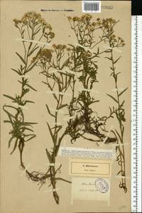 Achillea ptarmica subsp. ptarmica, Восточная Европа, Северо-Западный район (E2) (Россия)