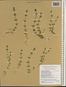 Galium verrucosum Huds., Зарубежная Азия (ASIA) (Кипр)