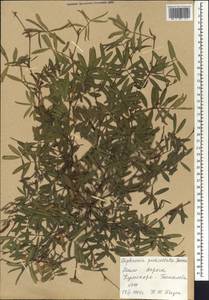 Tephrosia pedicellata Baker, Африка (AFR) (Мали)