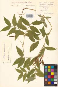 Чина Комарова Ohwi, Сибирь, Дальний Восток (S6) (Россия)