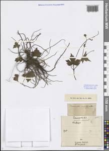 Лютик каппадокийский Willd., Кавказ (без точных местонахождений) (K0) (Неизвестно)