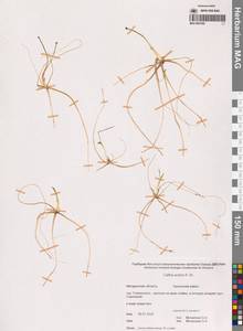 Калужница укореняющаяся (T.F.Forst.) Beck, Сибирь, Чукотка и Камчатка (S7) (Россия)