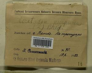 Ceratodon purpureus (Hedw.) Brid., Гербарий мохообразных, Мхи - Пермский край, Удмуртия, Свердловская и Кировская области (B8) (Россия)