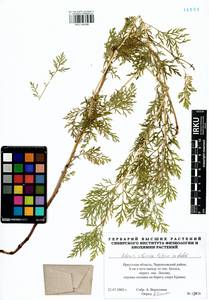 Горицвет сибирский Patrin ex Ledeb., Сибирь, Прибайкалье и Забайкалье (S4) (Россия)