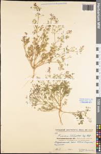 Дымянка Шлейхера Soy.-Will., Восточная Европа, Северо-Украинский район (E11) (Украина)