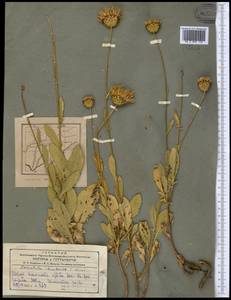 Klasea chartacea (C. Winkl.) L. Martins, Средняя Азия и Казахстан, Памир и Памиро-Алай (M2) (Таджикистан)