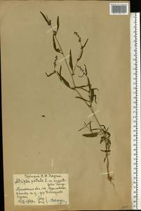 Лебеда раскидистая L., Восточная Европа, Московская область и Москва (E4a) (Россия)