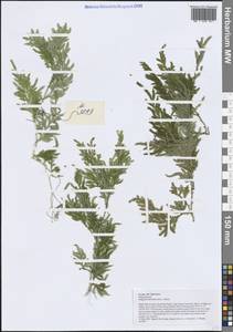 Selaginella delicatula (Desv. ex Poir.) Alston, Зарубежная Азия (ASIA) (Вьетнам)