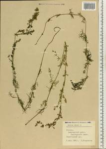 Подмаренник настоящий L., Восточная Европа, Эстония (E2c) (Эстония)