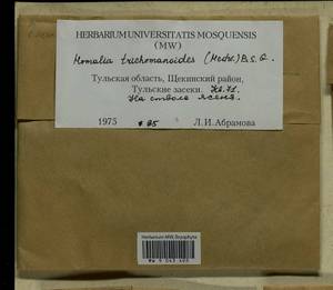 Homalia trichomanoides (Hedw.) Brid., Гербарий мохообразных, Мхи - Центральное Нечерноземье (B6) (Россия)