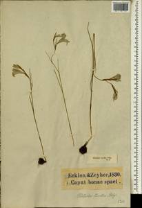 Gladiolus carinatus Aiton, Африка (AFR) (ЮАР)