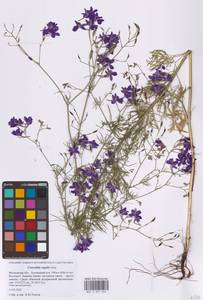 Delphinium consolida subsp. consolida, Восточная Европа, Московская область и Москва (E4a) (Россия)