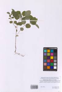 Снежноягодник белый (L.) K.Koch, Восточная Европа, Московская область и Москва (E4a) (Россия)