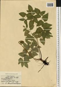 Остерикум болотный (Besser) Besser, Восточная Европа, Средневолжский район (E8) (Россия)