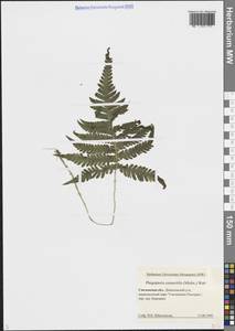 Фегоптерис связывающий, Буковник обыкновенный (Michx.) Watt, Восточная Европа, Западный район (E3) (Россия)