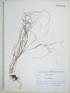 Мятлик дубравный L., Сибирь, Дальний Восток (S6) (Россия)