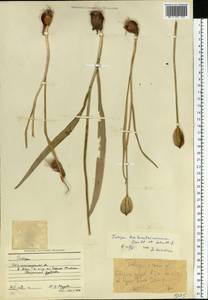 Тюльпан лесной южный (Link) Pamp., Восточная Европа, Нижневолжский район (E9) (Россия)