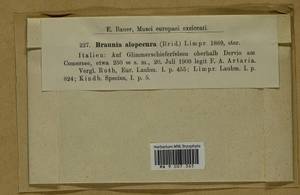 Braunia alopecura (Brid.) Limpr., Гербарий мохообразных, Мхи - Западная Европа (BEu) (Италия)