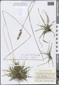 Осока колосистая, Восточная Европа, Северный район (E1) (Россия)