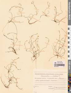 Лютик распростертый, Лютик стелющийся L., Сибирь, Чукотка и Камчатка (S7) (Россия)