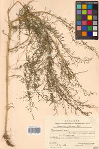 Сведа сизая (Bunge) Bunge, Сибирь, Дальний Восток (S6) (Россия)