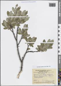 Ива сизая L., Сибирь, Чукотка и Камчатка (S7) (Россия)