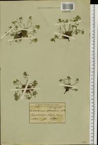 Eritrichium rupestre (Georgi) Bunge, Сибирь, Прибайкалье и Забайкалье (S4) (Россия)