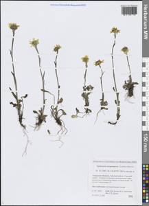 Пепельник черно-пурпуровый (Ledeb.) B.Nord., Сибирь, Дальний Восток (S6) (Россия)