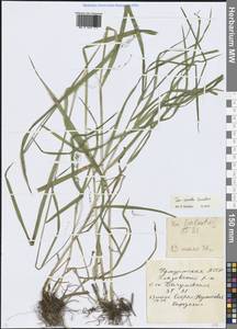 Мятлик расставленный Forselles, Восточная Европа, Волжско-Камский район (E7) (Россия)