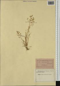 Булавоножка растопыренная (Gouan) Rchb., Западная Европа (EUR) (Неизвестно)
