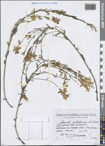 Genista abchasica Sachokia, Кавказ, Абхазия (K4a) (Абхазия)