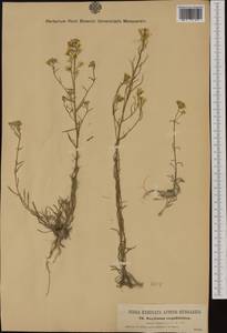 Erysimum crepidifolium Rchb., Западная Европа (EUR) (Чехия)