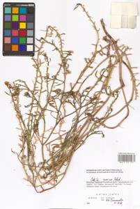 Морская горчица морская Scop., Восточная Европа, Южно-Украинский район (E12) (Украина)