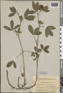 Клевер средний L., Восточная Европа, Центральный лесостепной район (E6) (Россия)