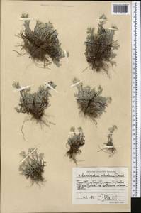 Leontopodium leontopodinum (DC.) Hand.-Mazz., Средняя Азия и Казахстан, Памир и Памиро-Алай (M2) (Таджикистан)