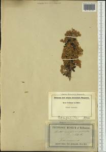 Olearia myrsinoides (Labill.) F. Muell., Австралия и Океания (AUSTR) (Австралия)