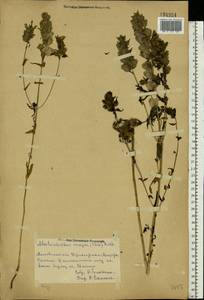 Rhinanthus serotinus var. vernalis (N. W. Zinger) Janch., Восточная Европа, Центральный район (E4) (Россия)