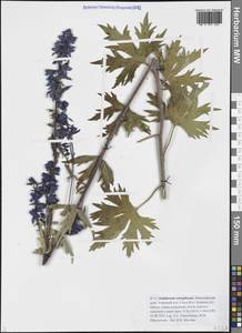 Живокость шерстистая (Huth) Sambuk, Сибирь, Прибайкалье и Забайкалье (S4) (Россия)