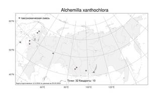 Alchemilla xanthochlora, Манжетка желто-зеленая Rothm., Атлас флоры России (FLORUS) (Россия)