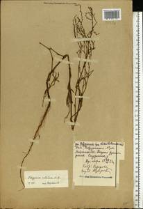 Спорыш отклоненный, Горец отклоненный M.Bieb., Восточная Европа, Средневолжский район (E8) (Россия)