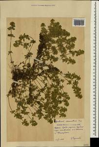 Круциата гладконогая Opiz, Крым (KRYM) (Россия)