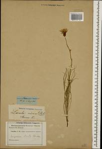 Pseudopodospermum tauricum (M. Bieb.) Vasjukov & Saksonov, Кавказ (без точных местонахождений) (K0)